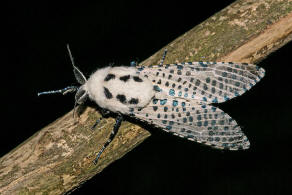 Zeuzera pyrina / Blausieb / Nachtfalter - Holzbohrer - Cossidae - Zeuzerinae