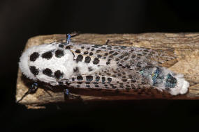 Zeuzera pyrina / Blausieb / Nachtfalter - Holzbohrer - Cossidae - Zeuzerinae