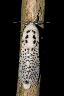 Zeuzera pyrina / Blausieb / Nachtfalter - Holzbohrer - Cossidae - Zeuzerinae