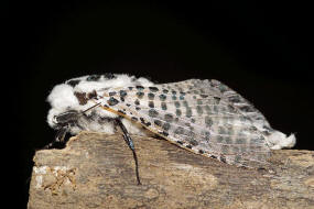 Zeuzera pyrina / Blausieb / Nachtfalter - Holzbohrer - Cossidae - Zeuzerinae