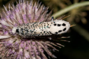 Zeuzera pyrina / Blausieb / Nachtfalter - Holzbohrer - Cossidae - Zeuzerinae