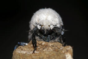 Zeuzera pyrina / Blausieb / Nachtfalter - Holzbohrer - Cossidae - Zeuzerinae