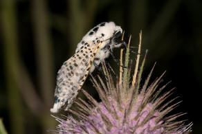 Zeuzera pyrina / Blausieb / Nachtfalter - Holzbohrer - Cossidae - Zeuzerinae