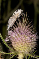 Zeuzera pyrina / Blausieb / Nachtfalter - Holzbohrer - Cossidae - Zeuzerinae