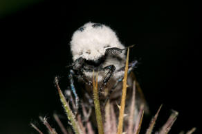 Zeuzera pyrina / Blausieb / Nachtfalter - Holzbohrer - Cossidae - Zeuzerinae