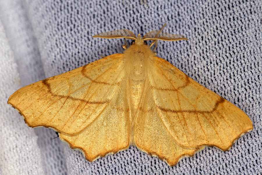 Ennomos quercinaria / Eichen-Zackenrandspanner / Nachtfalter - Spanner - Geometridae - Ennominae