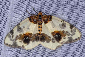 Abraxas sylvata (syn. Calospilos sylvata)  / Ulmen-Harlekin / Ulmen-Fleckenspanner / Familie: Spanner - Geometridae - Ennominae 