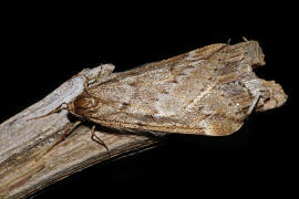 Alsophila aescularia / Frhlings-Kreuzflgel / Nachtfalter - Spanner - Geometridae - Kreuzflgel -  Alsophilinae