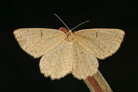 Angerona prunaria / Schlehenspanner / Nachtfalter - Spanner - Geometridae - Ennominae