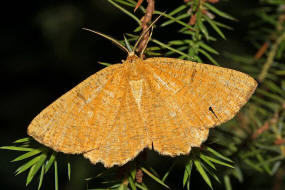 Angerona prunaria / Schlehenspanner / Nachtfalter - Spanner - Geometridae - Ennominae