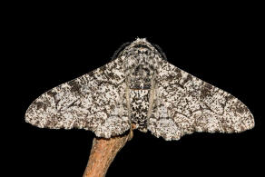 Biston betularia / Birkenspanner / Nachtfalter - Spanner - Geometridae - Ennominae