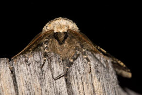 Biston strataria / Pappel-Dickleibspanner / Nachtfalter - Spanner - Geometridae - Ennominae