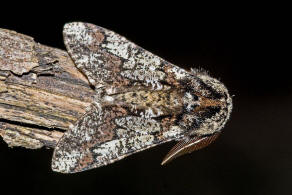 Biston strataria / Pappel-Dickleibspanner / Nachtfalter - Spanner - Geometridae - Ennominae