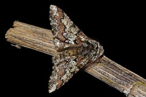 Biston strataria / Pappel-Dickleibspanner / Nachtfalter - Spanner - Geometridae - Ennominae