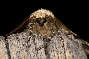 Biston strataria / Pappel-Dickleibspanner / Nachtfalter - Spanner - Geometridae - Ennominae