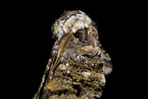 Biston strataria / Pappel-Dickleibspanner / Nachtfalter - Spanner - Geometridae - Ennominae