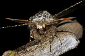 Biston strataria / Pappel-Dickleibspanner / Nachtfalter - Spanner - Geometridae - Ennominae