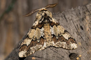 Biston strataria / Pappel-Dickleibspanner / Nachtfalter - Spanner - Geometridae - Ennominae