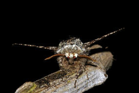 Biston strataria / Pappel-Dickleibspanner / Nachtfalter - Spanner - Geometridae - Ennominae