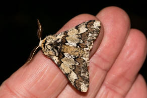 Biston strataria / Pappel-Dickleibspanner / Nachtfalter - Spanner - Geometridae - Ennominae