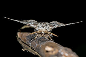 Biston strataria / Pappel-Dickleibspanner / Nachtfalter - Spanner - Geometridae - Ennominae