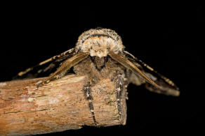 Biston strataria / Pappel-Dickleibspanner / Nachtfalter - Spanner - Geometridae - Ennominae