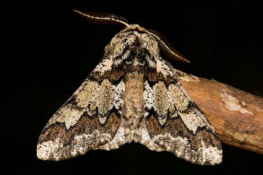 Biston strataria / Pappel-Dickleibspanner / Nachtfalter - Spanner - Geometridae - Ennominae