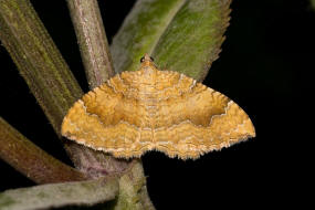 Camptogramma bilineata / Ockergelber Blattspanner / Nachtfalter - Spanner - Geometridae - Larentiinae