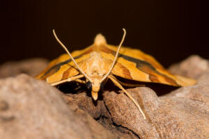 Cidaria fulvata / Gelber Rosen-Bindenspanner / Nachtfalter - Spanner - Geometridae - Larentiinae