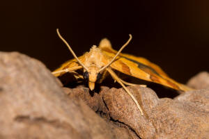 Cidaria fulvata / Gelber Rosen-Bindenspanner / Nachtfalter - Spanner - Geometridae - Larentiinae