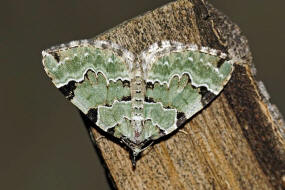 Colostygia pectinataria / Prachtgrner Bindenspanner / Nachtfalter - Spanner - Geometridae - Larentiinae