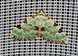 Colostygia pectinataria / Prachtgrner Bindenspanner / Nachtfalter - Spanner - Geometridae - Larentiinae