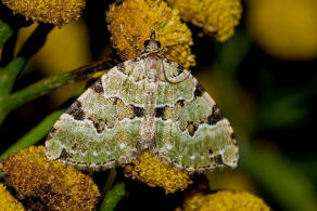 Colostygia pectinataria / Prachtgrner Bindenspanner / Nachtfalter - Spanner - Geometridae - Larentiinae