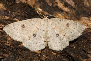 Cyclophora albipunctata / Birken-Grtelpuppenspanner / Nachtfalter - Spanner - Geometridae - Sterrhinae