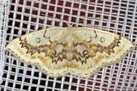 Cyclophora annularia / Ahorn-Grtelpuppenspanner / Nachtfalter - Spanner - Geometridae - Sterrhinae