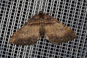 Earophila badiata (= Anticlea badiata) / Violettbrauner Rosen-Blattspanner / Nachtfalter - Spanner - Geometridae - Larentiinae