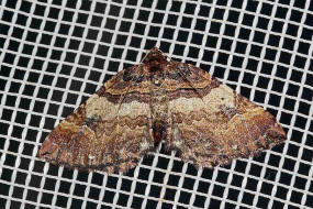 Earophila badiata (= Anticlea badiata) / Violettbrauner Rosen-Blattspanner / Nachtfalter - Spanner - Geometridae - Larentiinae