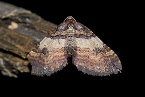 Earophila badiata (= Anticlea badiata) / Violettbrauner Rosen-Blattspanner / Nachtfalter - Spanner - Geometridae - Larentiinae