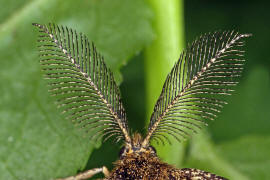 Ematurga atomaria / Heidekraut-Spanner (Fhler des Mnnchens) / Nachtfalter - Spanner - Geometridae - Ennominae