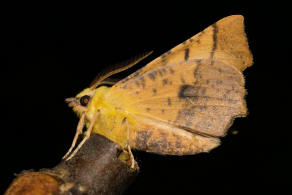 Ennomos alniaria / Erlen-Zackenrandspanner / Nachtfalter - Spanner - Geometridae - Ennominae