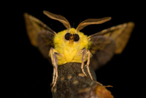 Ennomos alniaria / Erlen-Zackenrandspanner / Nachtfalter - Spanner - Geometridae - Ennominae