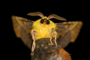 Ennomos alniaria / Erlen-Zackenrandspanner / Nachtfalter - Spanner - Geometridae - Ennominae