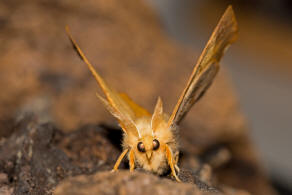 Ennomos fuscantaria / Eschen-Zackenrandspanner / Nachtfalter - Spanner - Geometridae - Ennominae