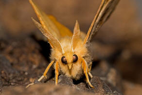 Ennomos fuscantaria / Eschen-Zackenrandspanner / Nachtfalter - Spanner - Geometridae - Ennominae