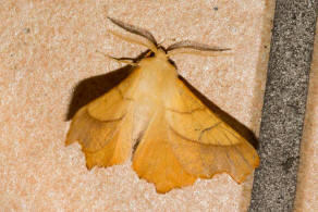 Ennomos fuscantaria / Eschen-Zackenrandspanner / Nachtfalter - Spanner - Geometridae - Ennominae