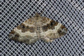 Epirrhoe alternata / Graubinden Labkraut-Spanner / Nachtfalter - Spanner - Geometridae - Larentiinae