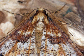 Erannis defoliaria / Groer Frostspanner / Nachtfalter - Spanner - Geometridae - Ennominae 