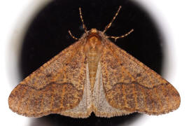 Erannis defoliaria / Groer Frostspanner / Nachtfalter - Spanner - Geometridae - Ennominae 