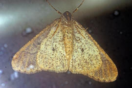 Erannis defoliaria / Groer Frostspanner / Nachtfalter - Spanner - Geometridae - Ennominae 