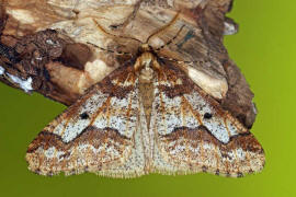 Erannis defoliaria / Groer Frostspanner / Nachtfalter - Spanner - Geometridae - Ennominae 